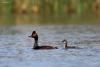 podiceps-nigricollis_04_t1_1.jpg