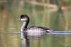 podiceps-nigricollis_05_t1.jpg