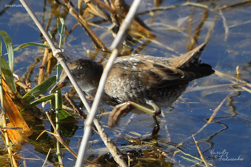 porzana_05.jpg