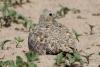 pterocles-orientalis_01_t1_2.jpg