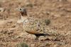 pterocles-orientalis_03_t1_1.jpg