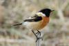 saxicola-rubicola_01_t1.jpg
