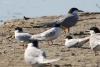 sterna-albifrons_02_t1.jpg