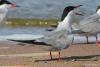 sterna-hirundo_02_t1_1.jpg