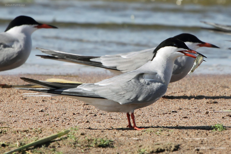 sterna-hirundo_03.jpg