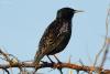sturnus-vulgaris_01_t1.jpg