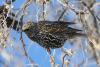 sturnus-vulgaris_01_t1_2.jpg