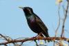 sturnus-vulgaris_02_t1.jpg