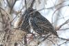 sturnus-vulgaris_02_t1_1.jpg