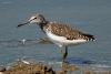 tringa-glareola_01_t1.jpg