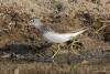 tringa-glareola_01_t1_1.jpg