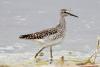 tringa-glareola_01_t1_3.jpg