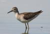 tringa-glareola_01_t1_4.jpg