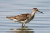 tringa-glareola_02_t1_1.jpg