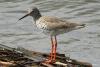 tringa-totanus_02_t1.jpg