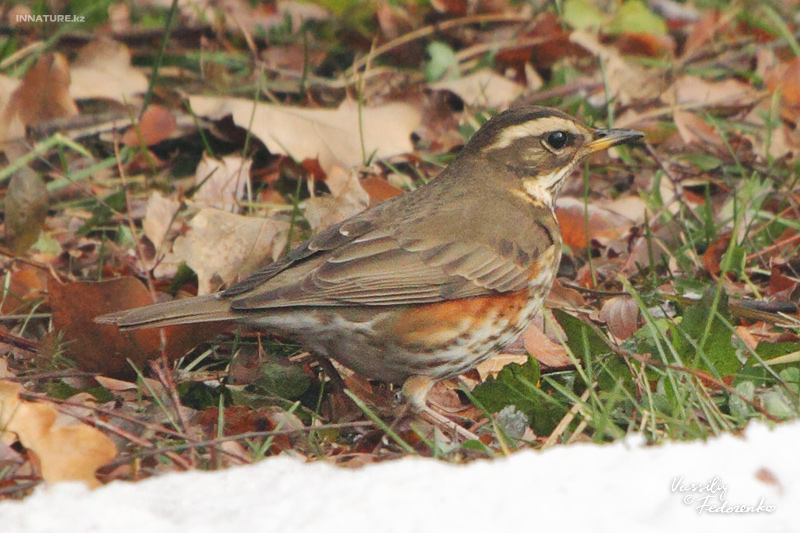 turdus-iliacus_01.jpg