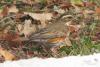turdus-iliacus_01_t1.jpg