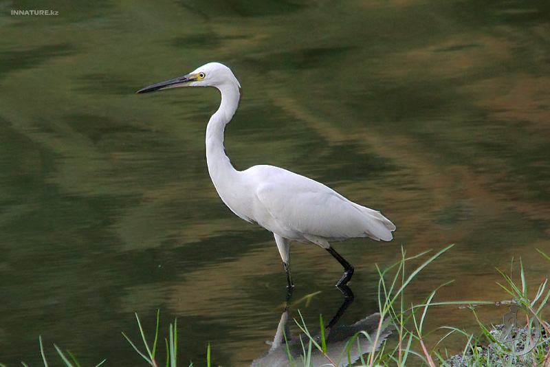 egretta-garzetta_01.jpg