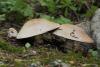 agaricus_01_3_t1.jpg