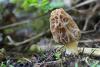 morchella-esculenta_01_t1.jpg