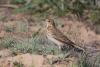 anthus-trivialis_01_t1.jpg