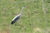 ardea-cinerea_01_t1.jpg