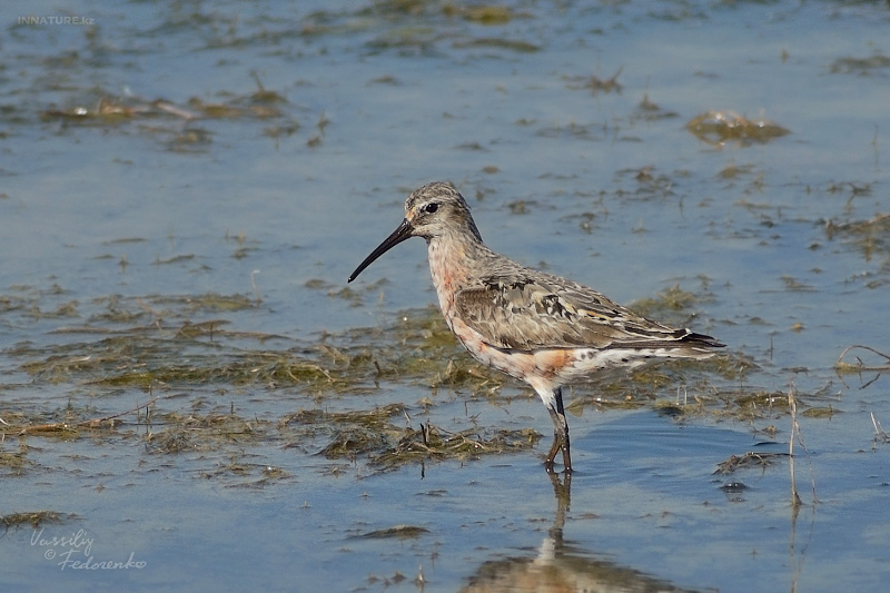 calidris-ferruginea_01.jpg