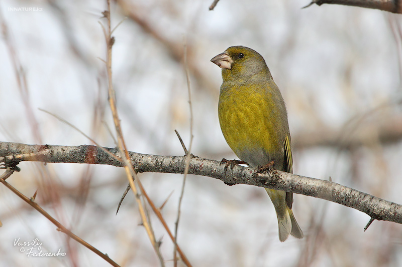 carduelis-chloris_01.jpg