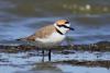 charadrius-alexandrinus_02_t1.jpg