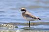 charadrius-mongolus_02_t1.jpg