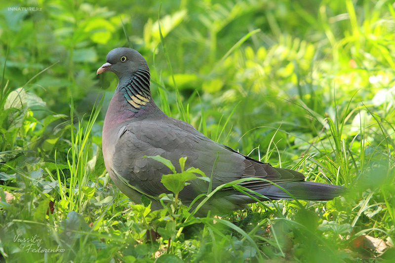 columba-palumbus_01.jpg