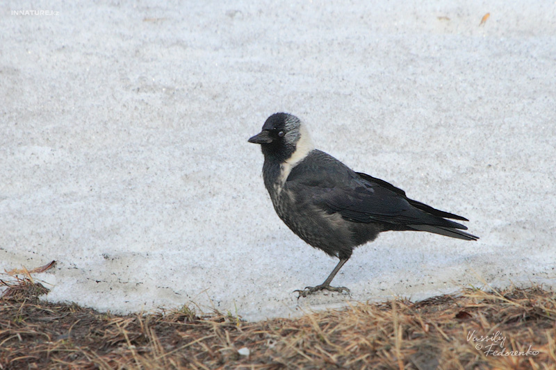 corvus-dauuricus_05.jpg