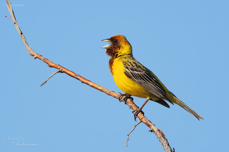 emberiza-bruniceps_01_1.jpg