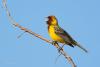 emberiza-bruniceps_01_t1_1.jpg