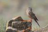 emberiza-buchanani_01_t1.jpg