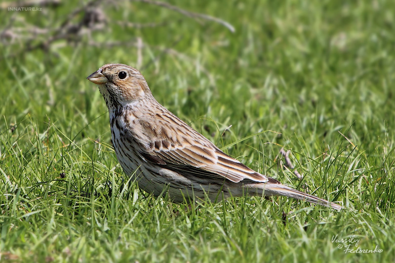emberiza-calandra_01_1.jpg