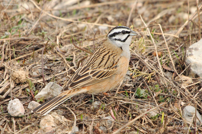 emberiza-cia_01.jpg