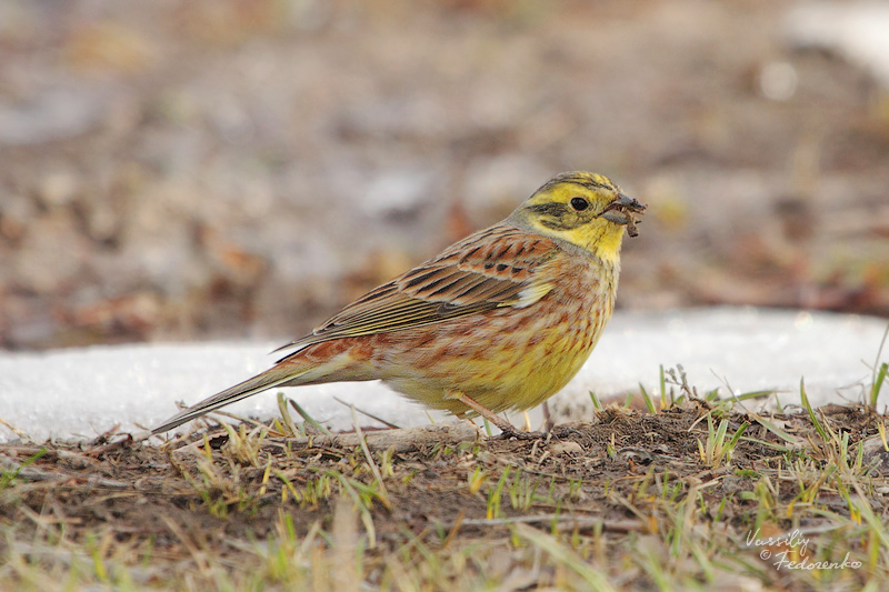 emberiza-citrinella_01.jpg