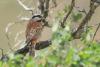 emberiza-stewarti_02_t1.jpg
