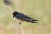 hirundo-rustica_01_t1.jpg