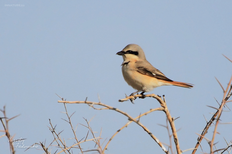 lanius-isabellinus_01_2.jpg