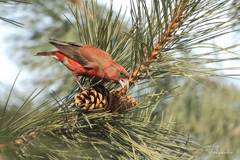 loxia-curvirostra_04.jpg