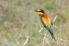 merops-apiaster_01_t1.jpg