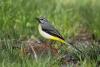 motacilla-cinerea_01_t1.jpg