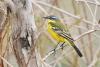 motacilla-flava_02_t1.jpg