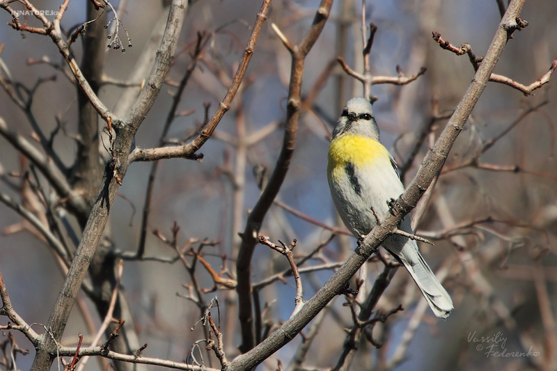 parus-flavipectus_01.jpg