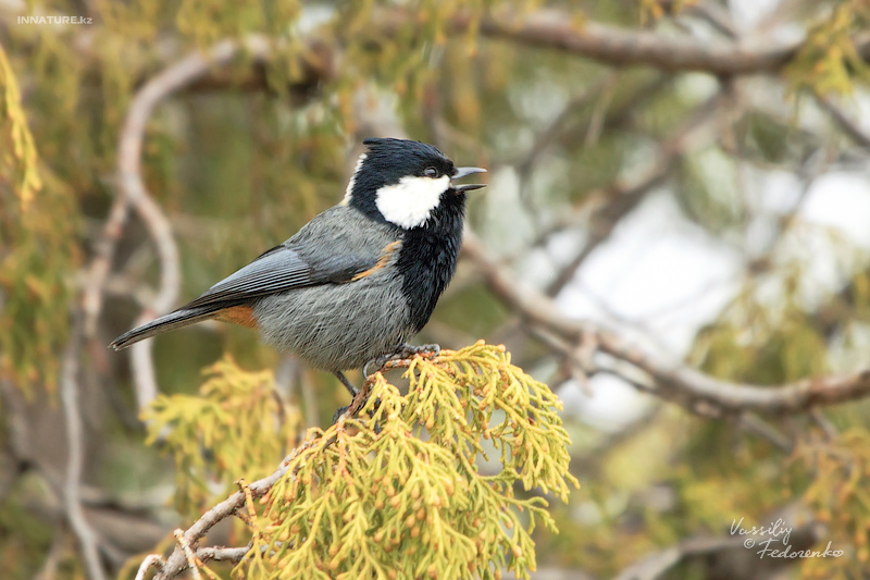 parus-rufonuchalis_01.jpg