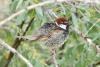 passer-hispaniolensis_02_t1_1.jpg