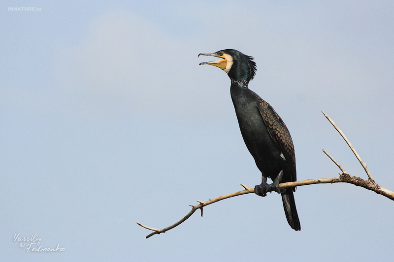 phalacrocorax-carbo_01.jpg