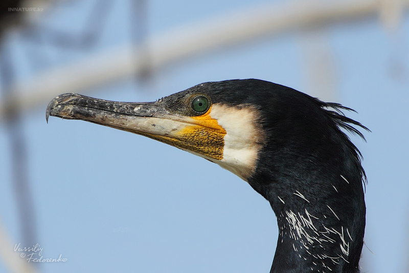 phalacrocorax-carbo_02.jpg